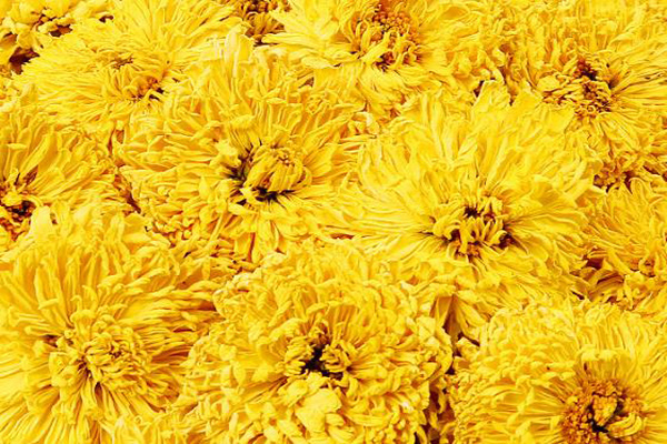 便携式小口径色差仪用于干菊花颜色的测定