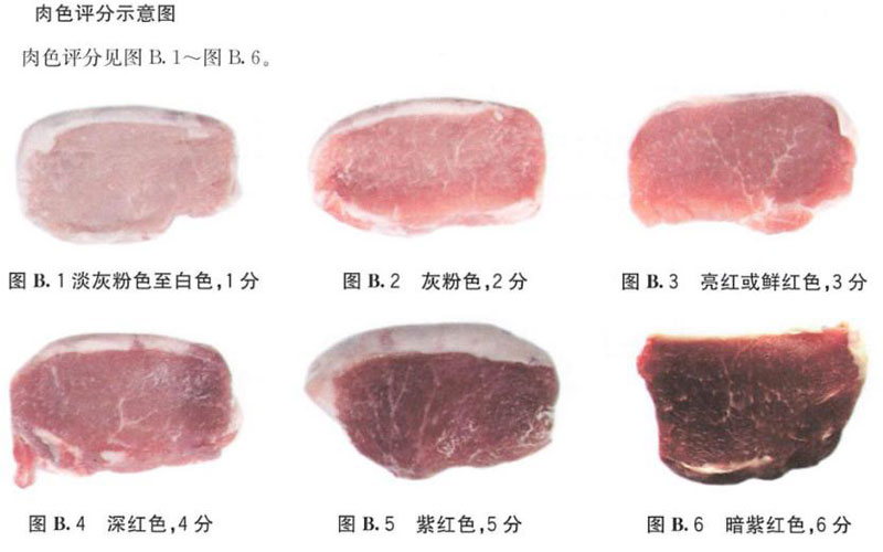 NR20X大口径色差仪对标《NY/T 821-2019》让肉色数据标准化