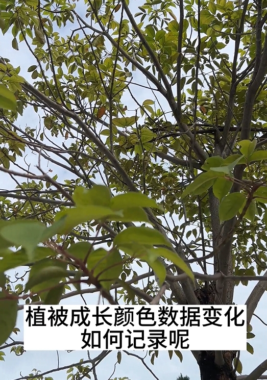 植被成长时树叶颜色的变化及其色差测量方法