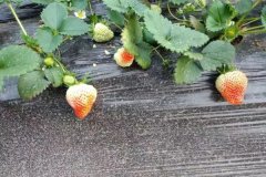 色差仪检测不同成熟度的草莓颜色差异